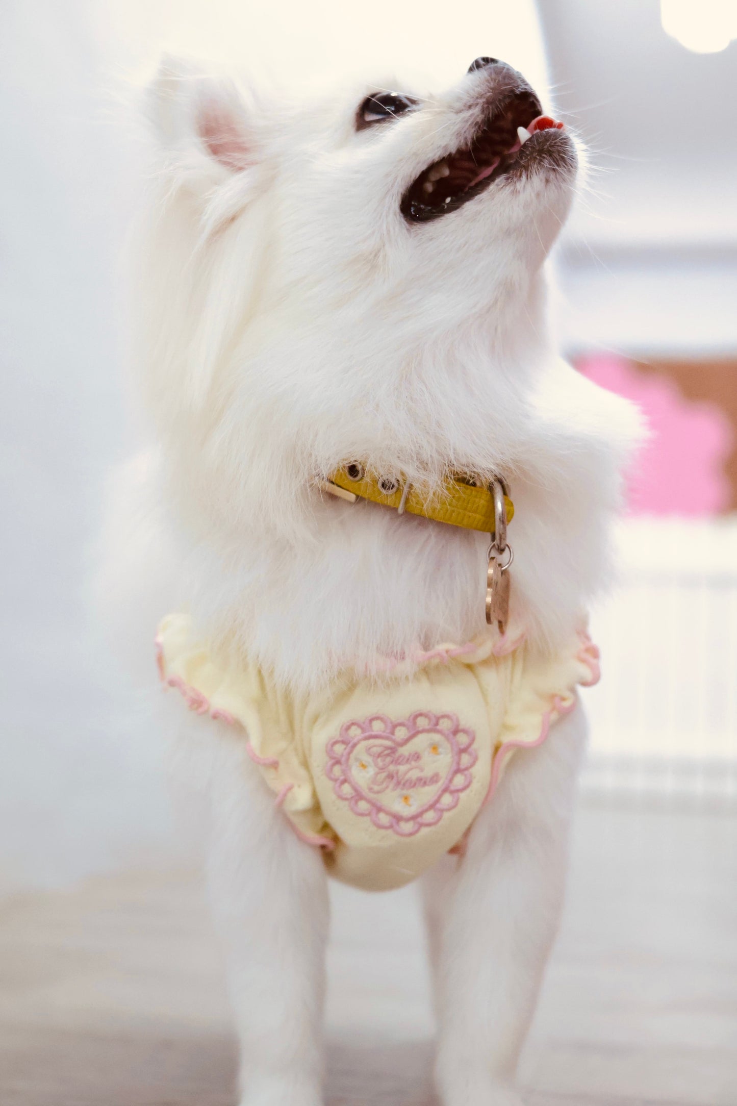 Heart Mesh Frill Cut-and-Sew Dog Dress