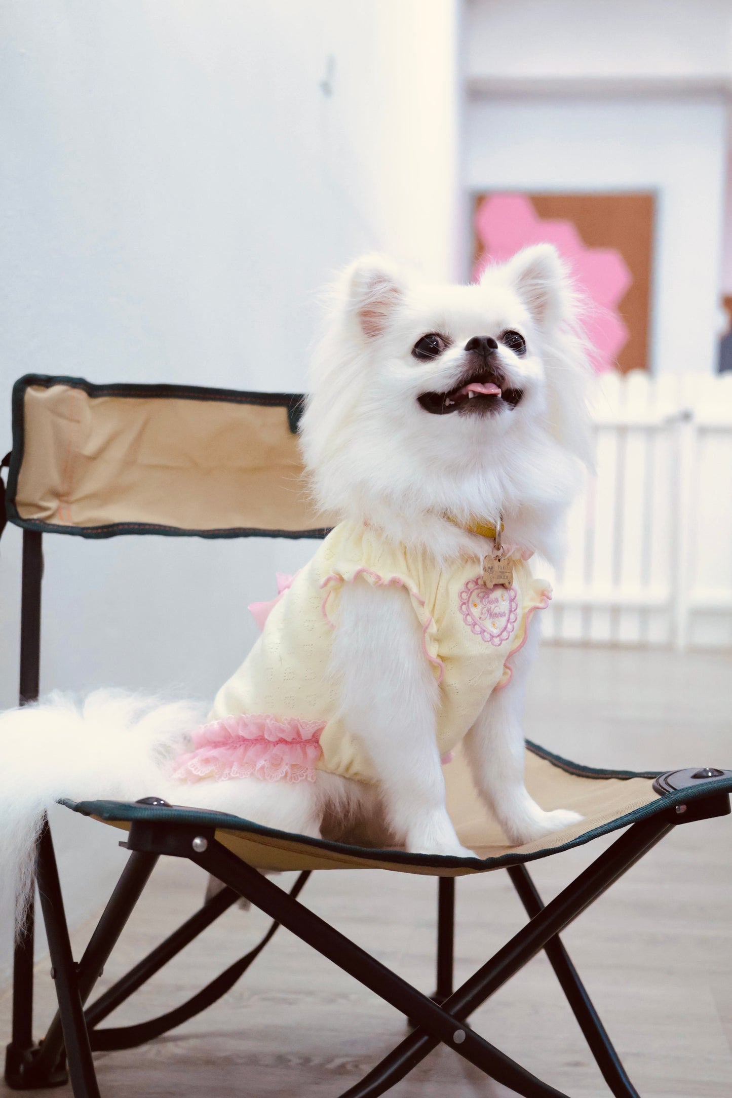 Heart Mesh Frill Cut-and-Sew Dog Dress