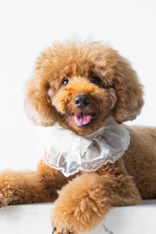 Ivory Lace Ruffle Collar