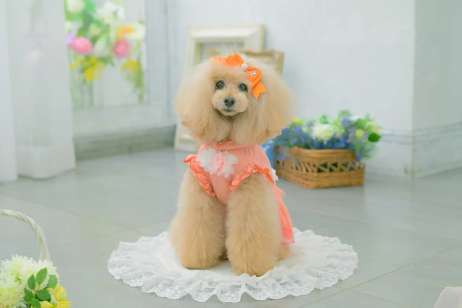 Tulle Ballerina Dress